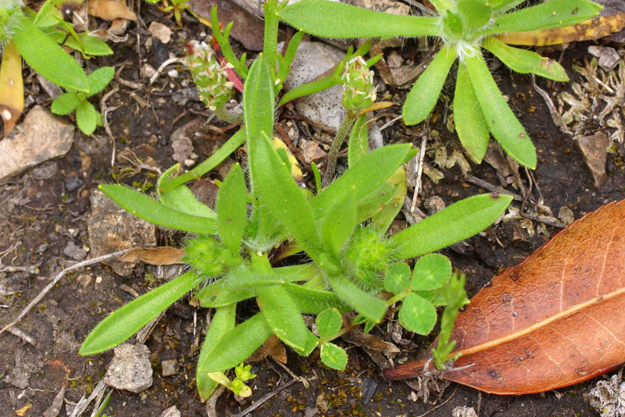 Pianta lillipuziana - Plantago bellardi